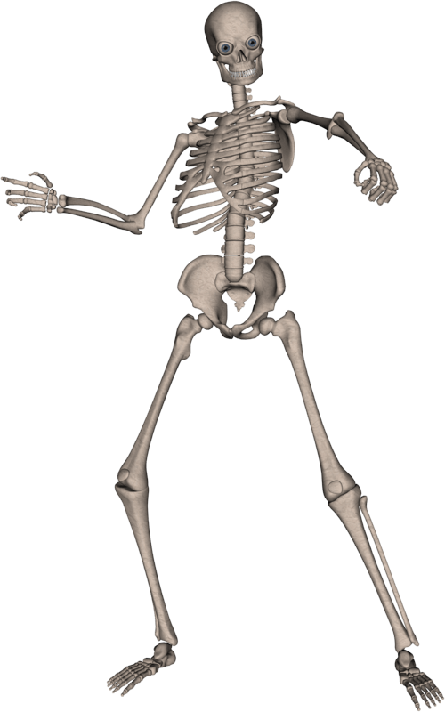 Skeleton Transparent PNG Image
