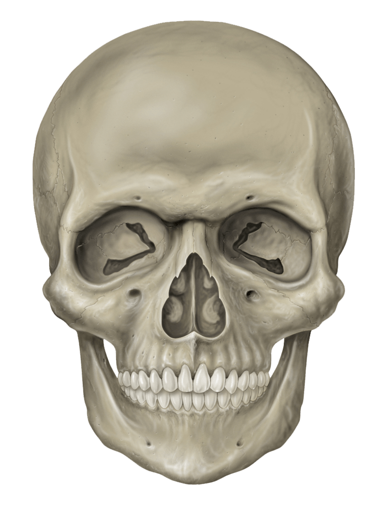 Skull Transparent PNG Image