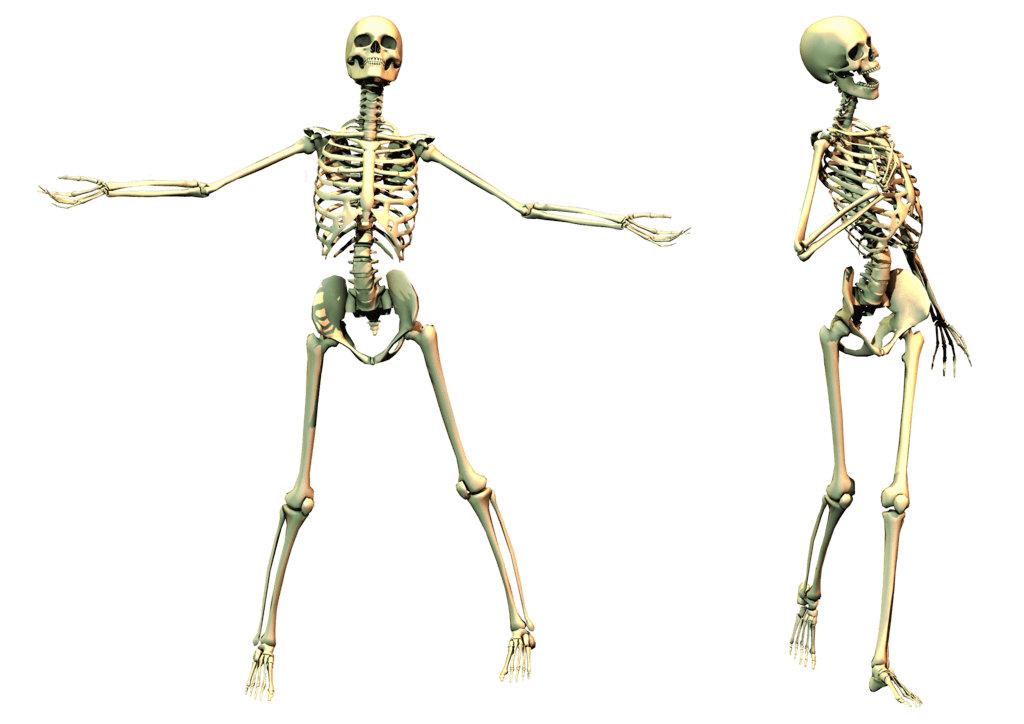 Skeleton Transparent PNG Image