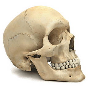 Skull Transparent PNG Image