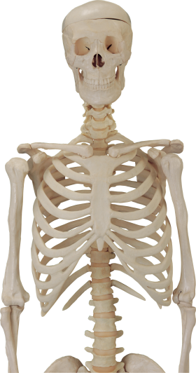 Skeleton Transparent PNG Image