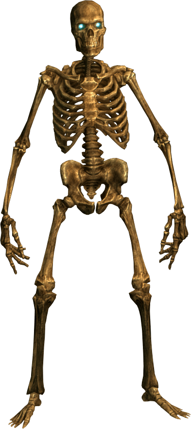 Skeleton Transparent PNG Image