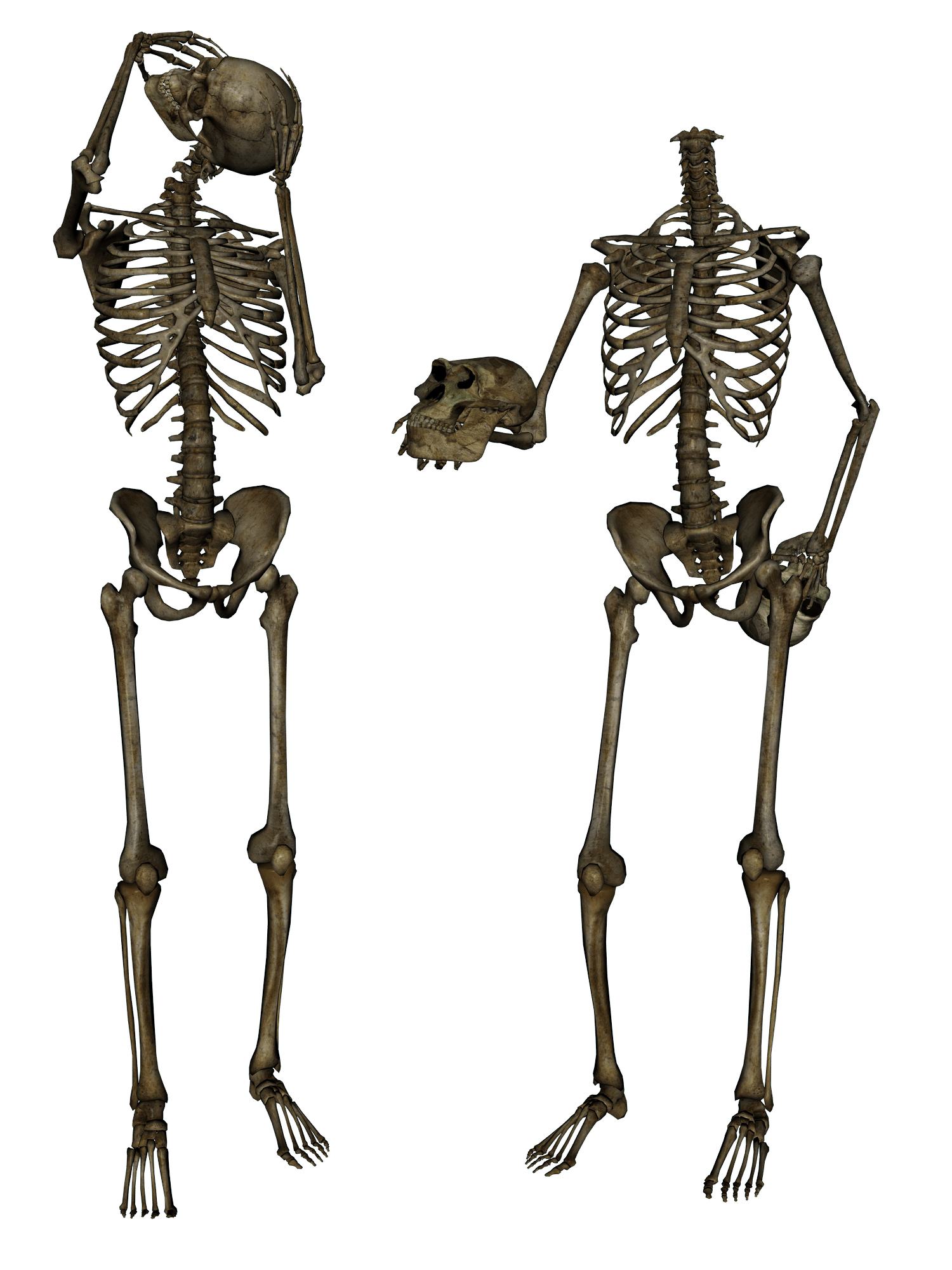Skeleton Transparent PNG Image