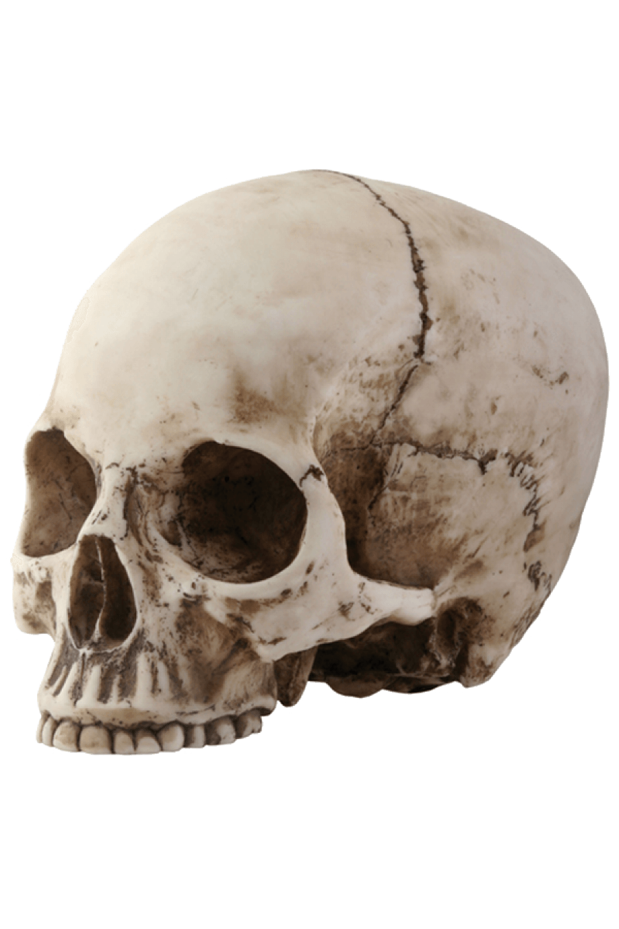 Skull Transparent PNG Image