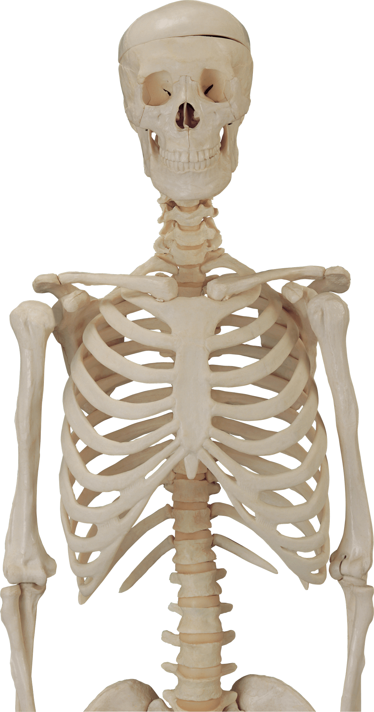 Skeleton Transparent PNG Image