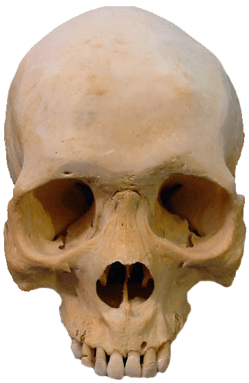 Skull Transparent PNG Image