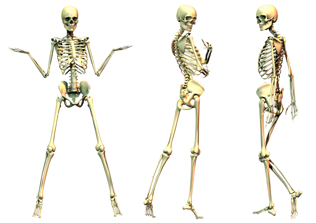 Skeleton File Transparent PNG Image