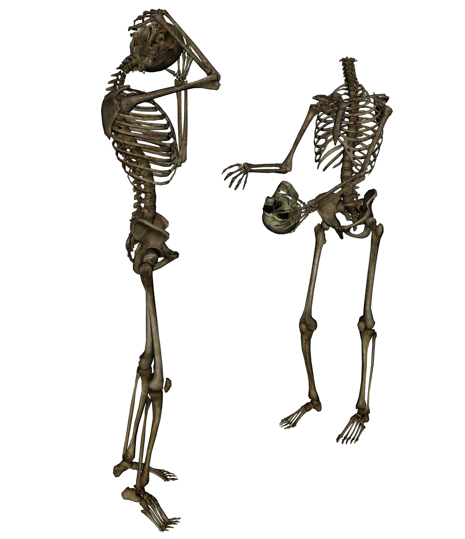 Skeleton Transparent PNG Image