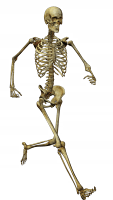 Skeleton Transparent PNG Image