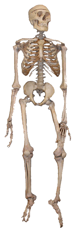 Skeleton Transparent PNG Image