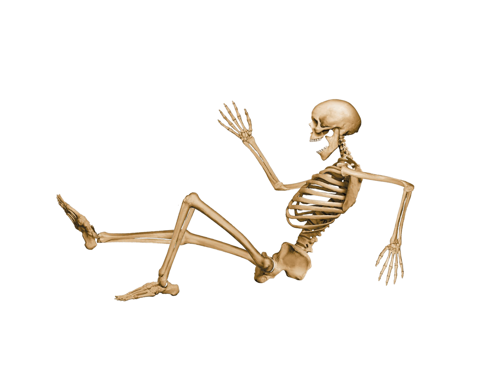 Skeleton Transparent PNG Image