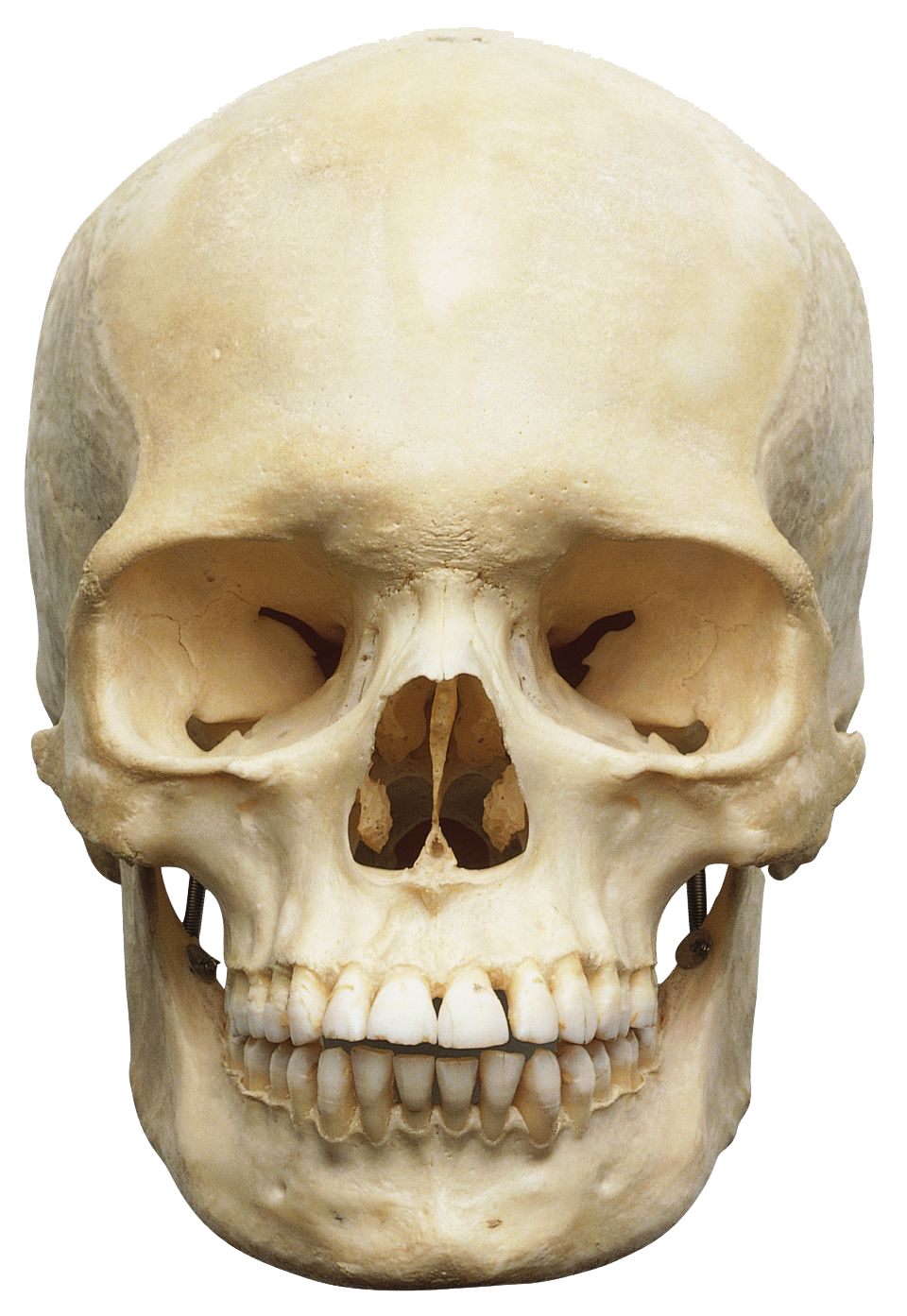 Skeleton Head Transparent PNG Image