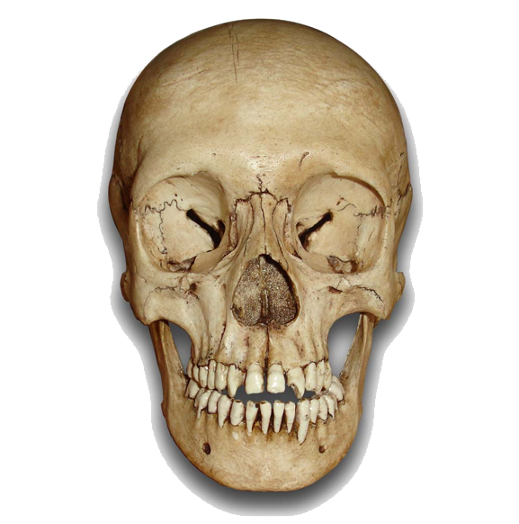 Skeleton Head File Transparent PNG Image
