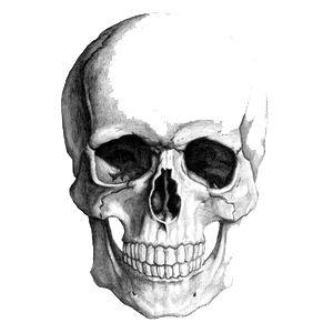 Skeleton Head Transparent PNG Image
