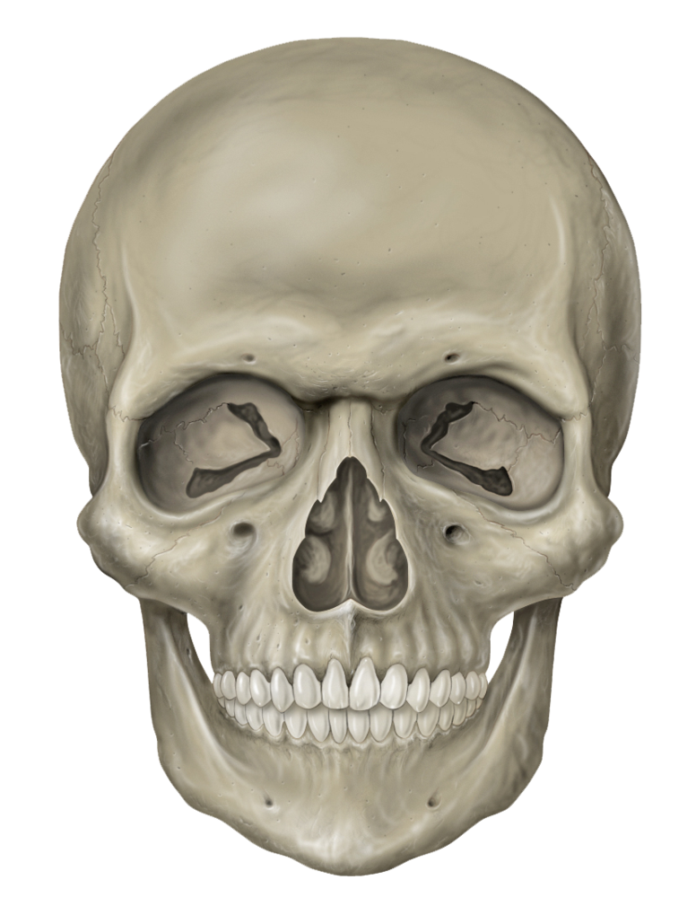 Skeleton Head Transparent PNG Image