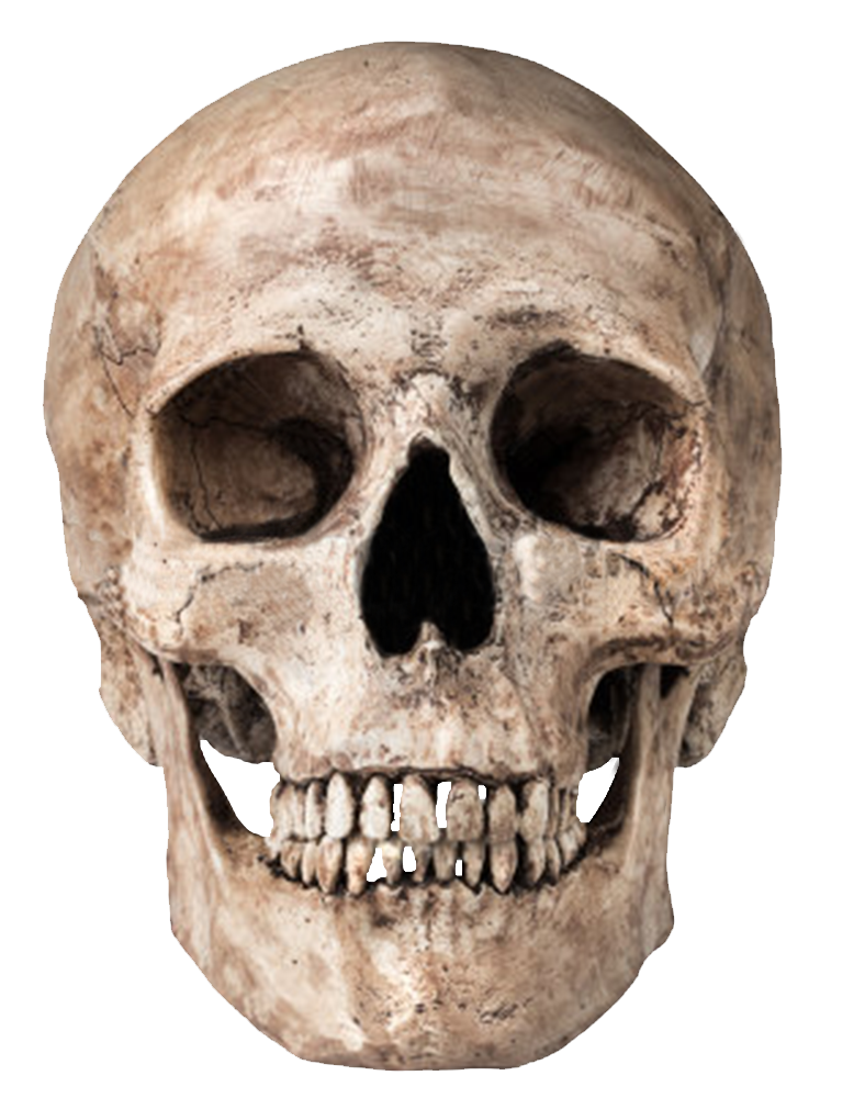 Skull Transparent PNG Image