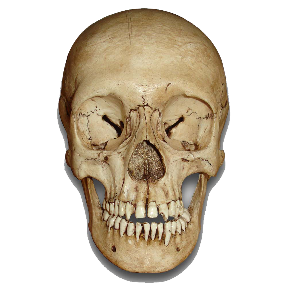 Skull Transparent PNG Image