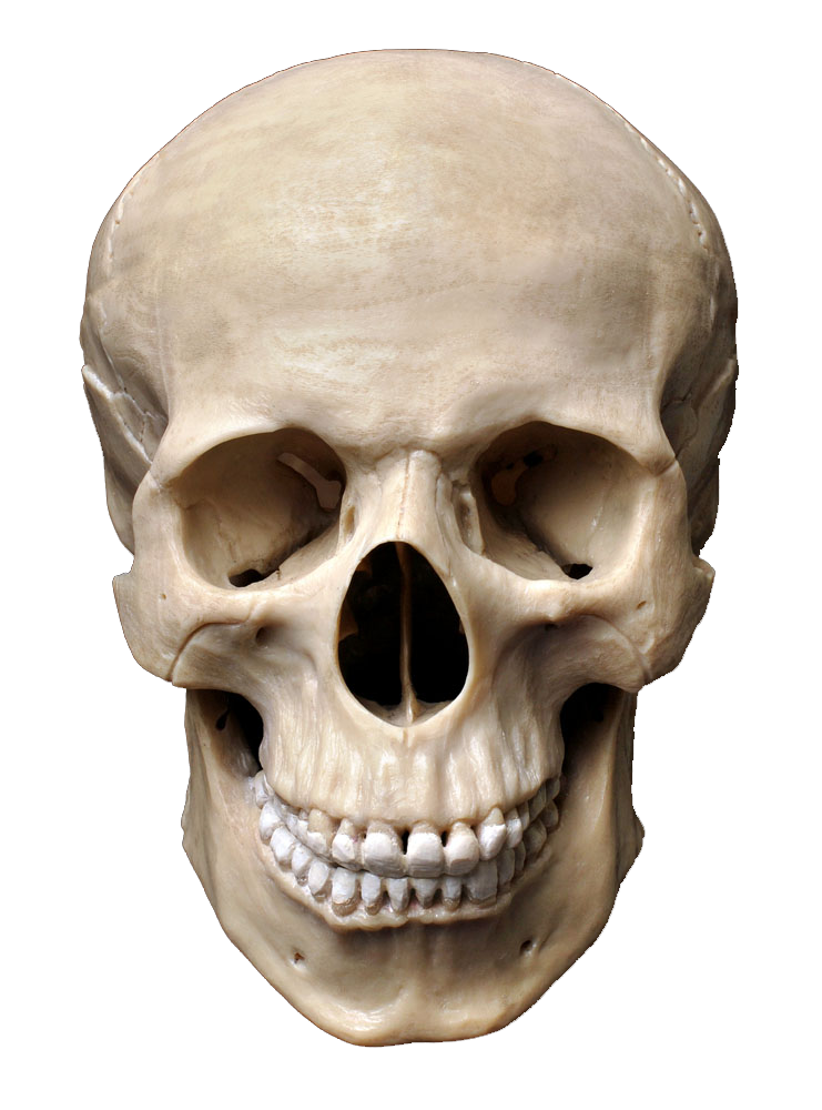 Sapiens Skeleton Skull graphy Homo Human Bone Transparent PNG Image