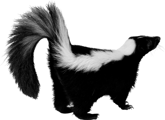 Skunk Transparent PNG Image