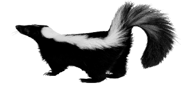 Skunk Transparent PNG Image