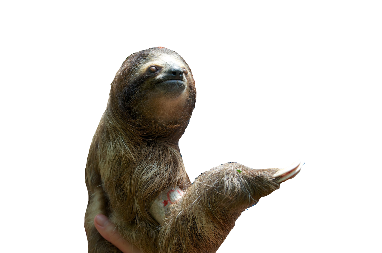 Sloth Transparent PNG Image