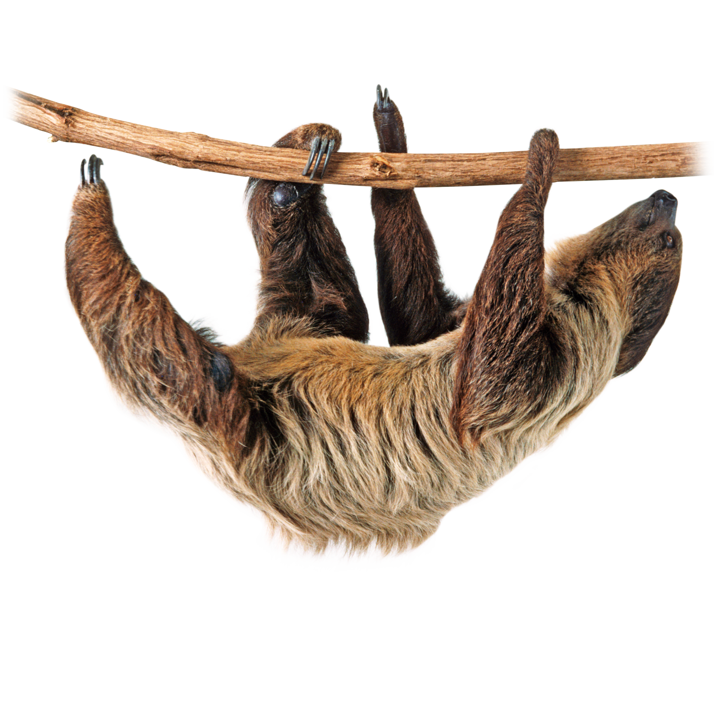 Sloth Transparent PNG Image