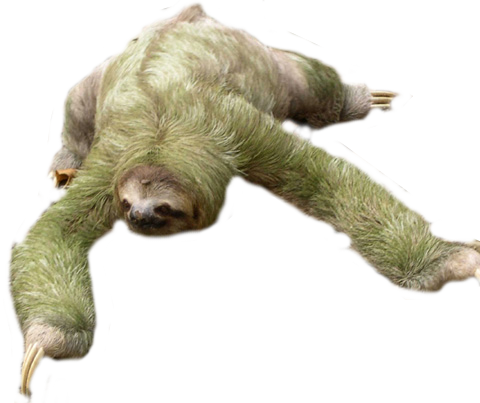 Sloth Transparent PNG Image