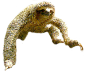 Sloth Transparent PNG Image