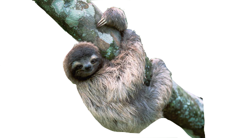 Sloth File Transparent PNG Image
