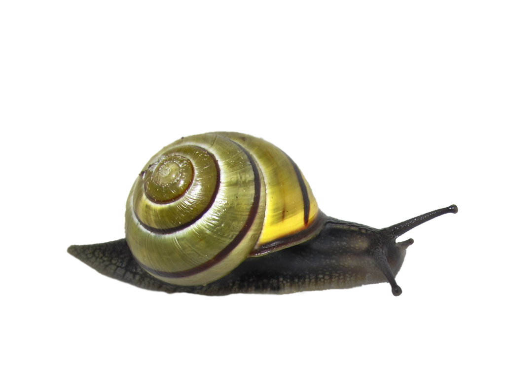 Snail Transparent PNG Image
