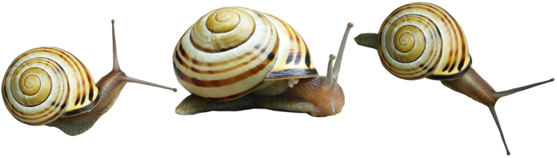 Snail Transparent PNG Image