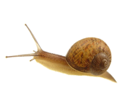 Snail Transparent PNG Image