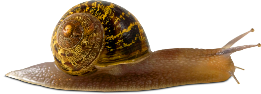 Snail Transparent PNG Image