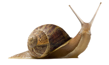 Snail Transparent PNG Image