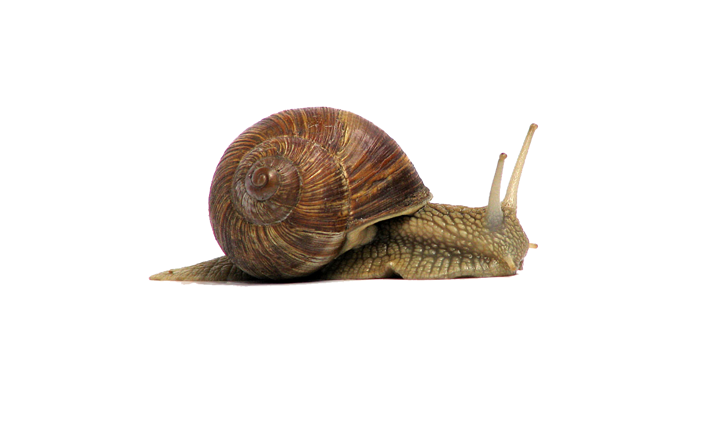 Snail File Transparent PNG Image