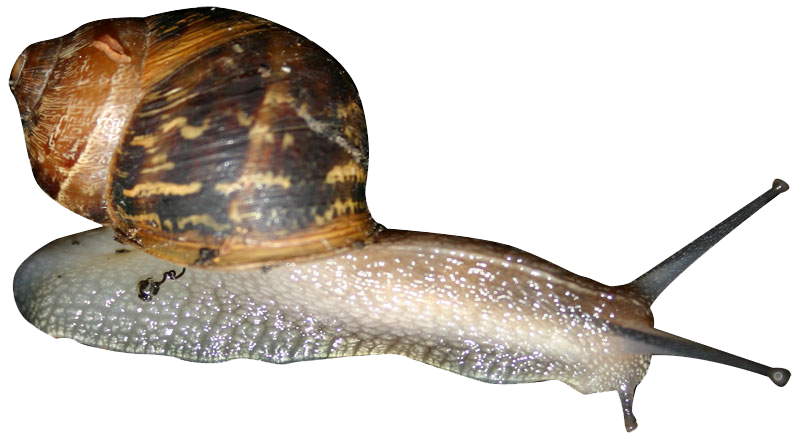 Snail Transparent PNG Image