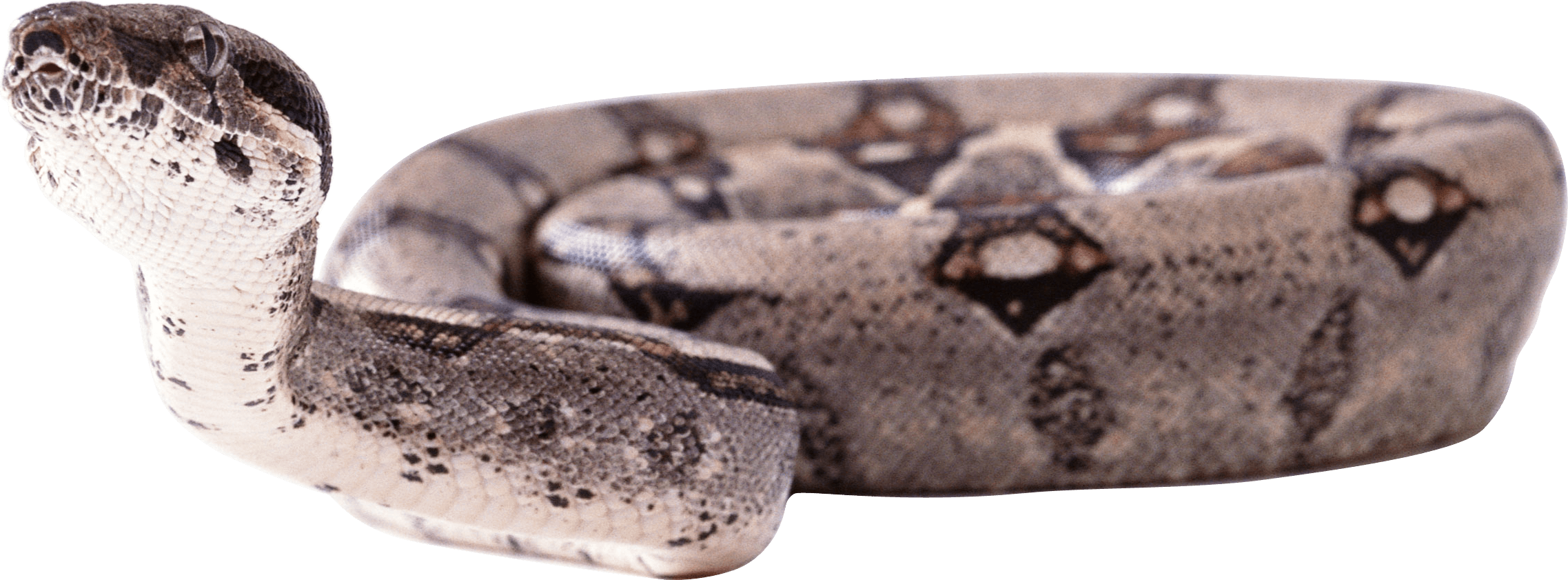 Snake Transparent PNG Image