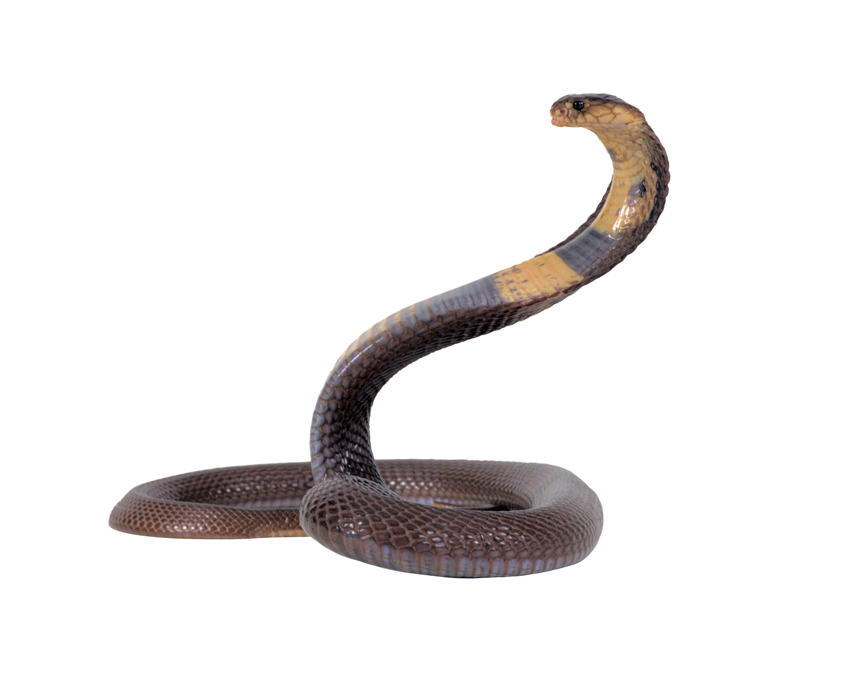Snake Transparent PNG Image