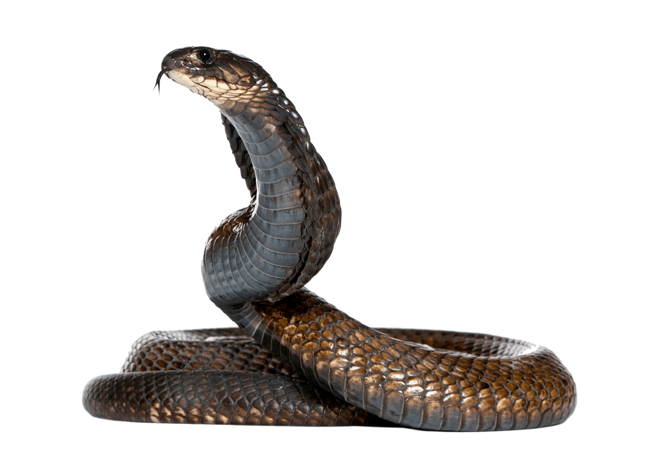 Cobra Snake Transparent PNG Image