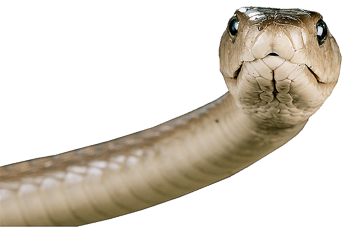 Snake Transparent PNG Image