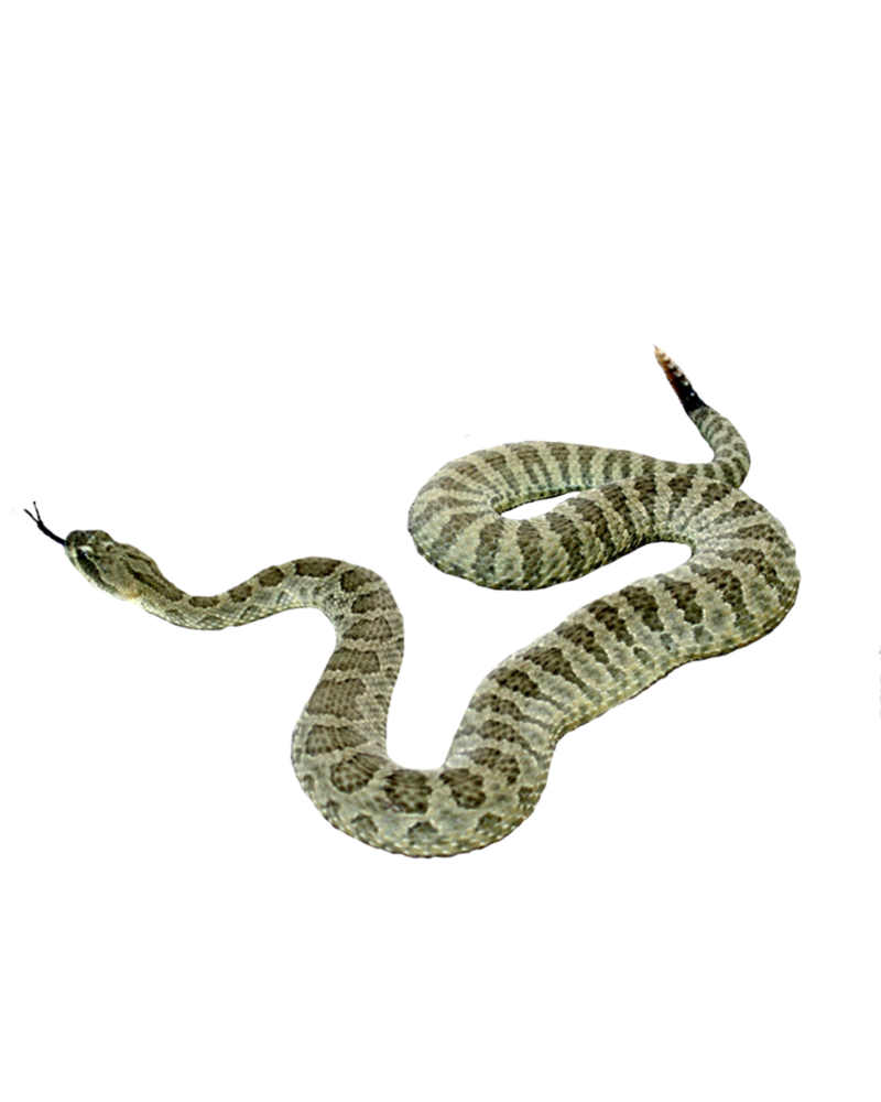 Snake Transparent PNG Image