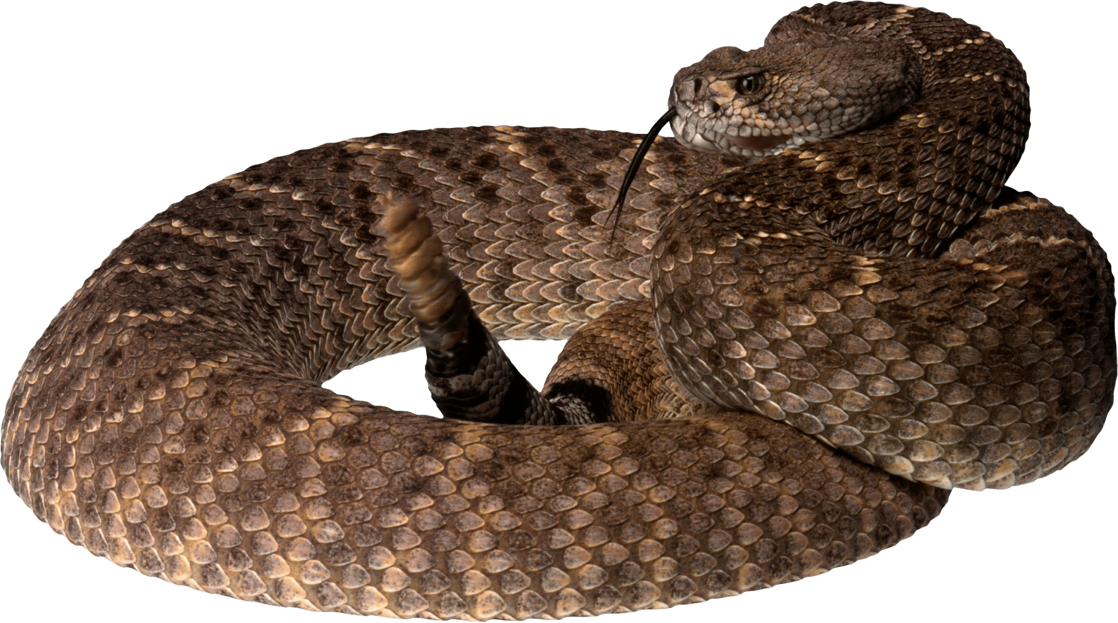 Snake Transparent PNG Image