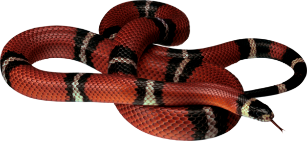 Snake File Transparent PNG Image
