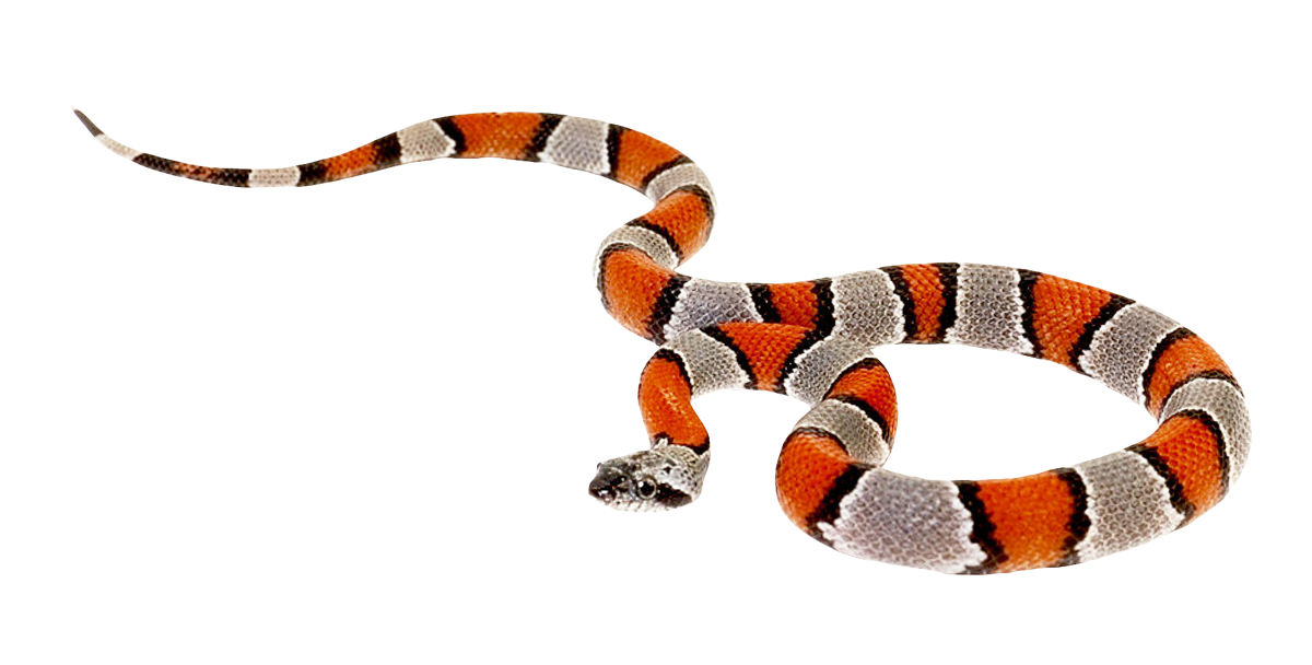 Coral False Snake Transparent PNG Image