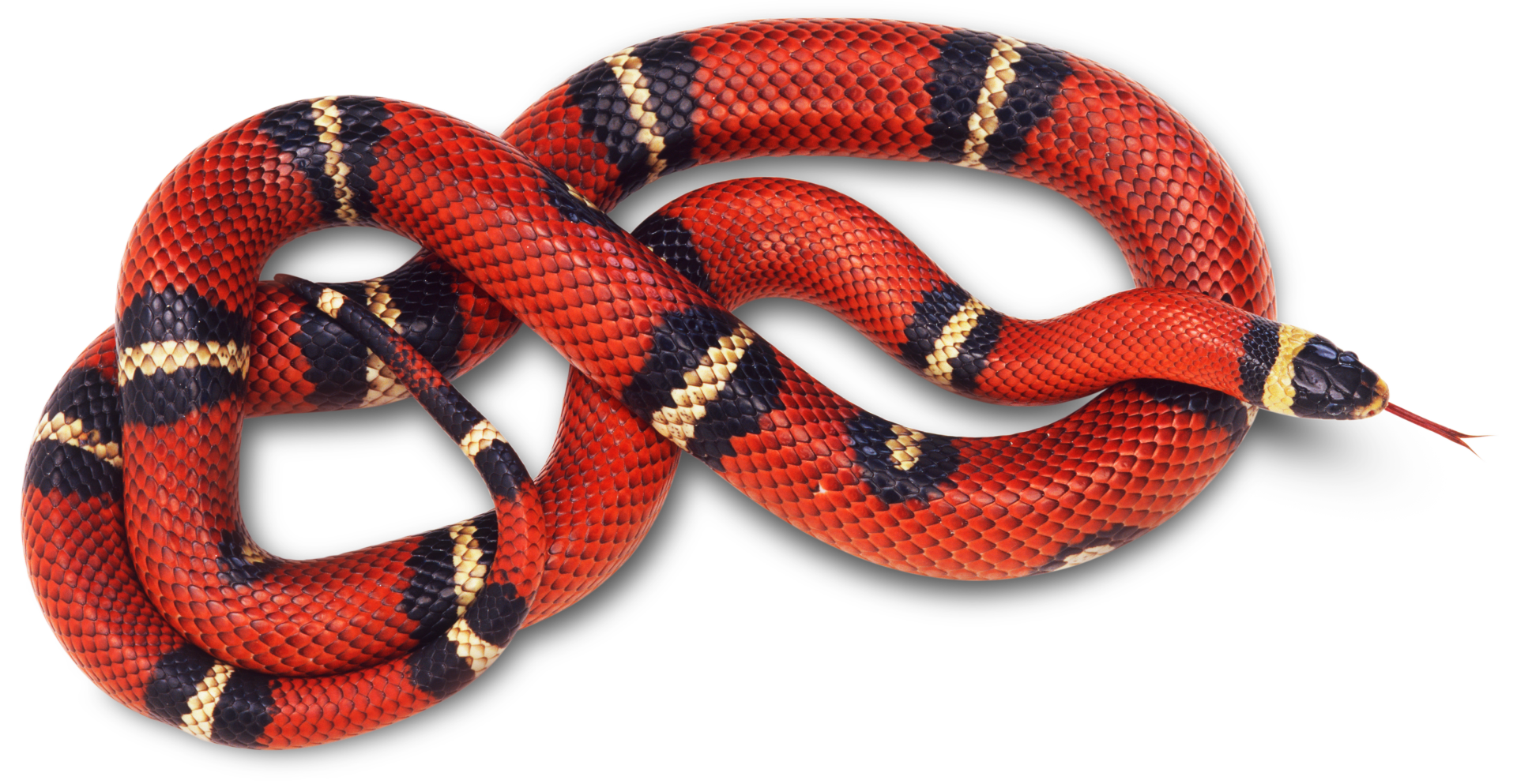 Coral False Snake Transparent PNG Image