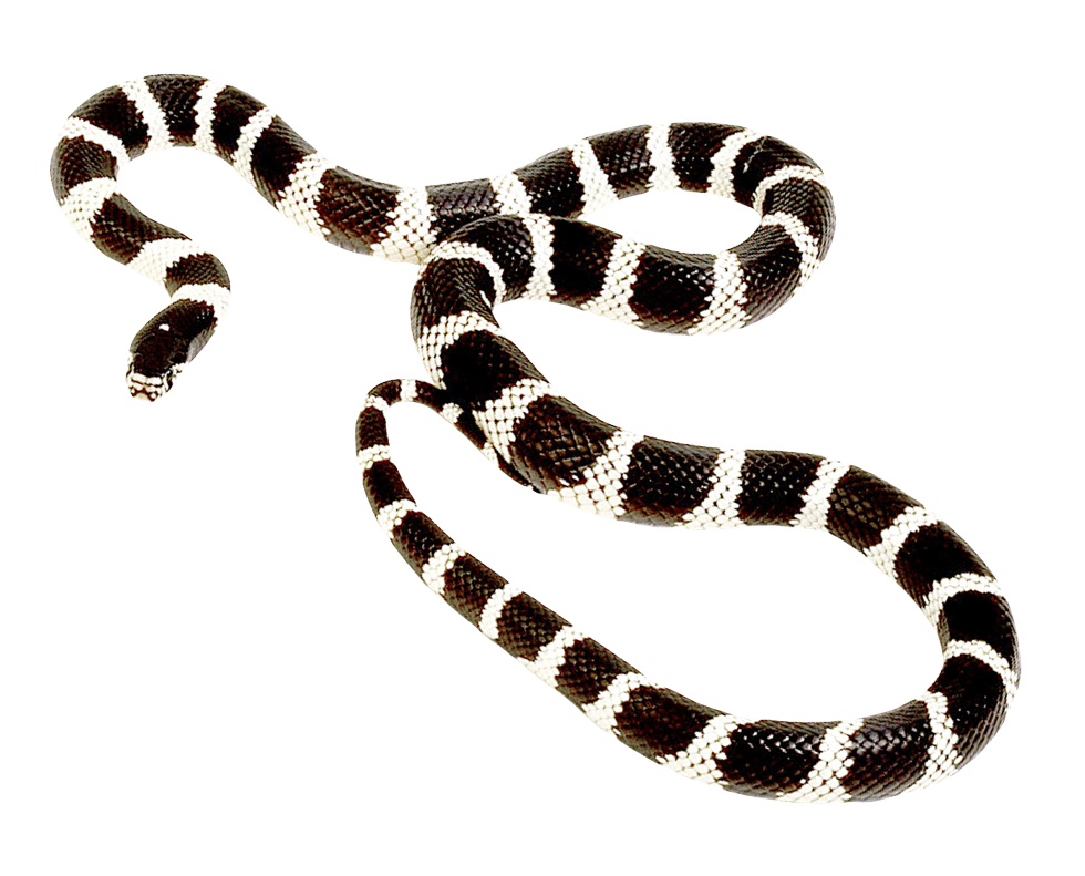 Coral False Snake Transparent PNG Image