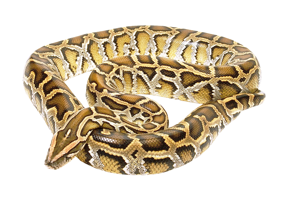 Coral False Snake Transparent PNG Image