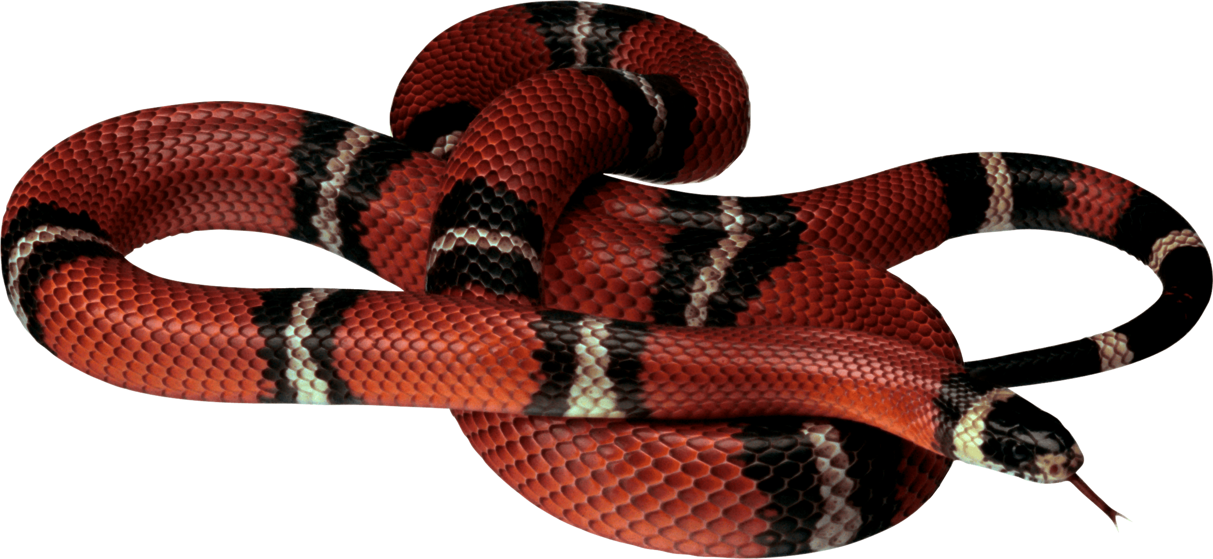Coral False Snake Transparent PNG Image