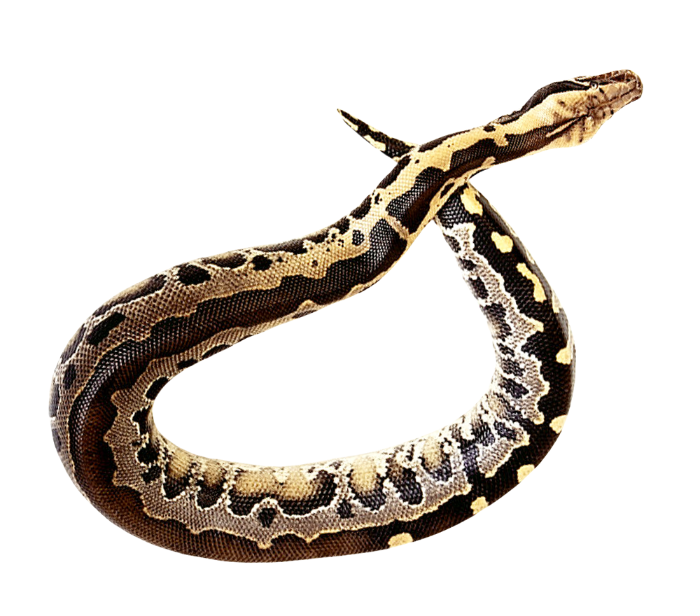 Coral False Snake Transparent PNG Image