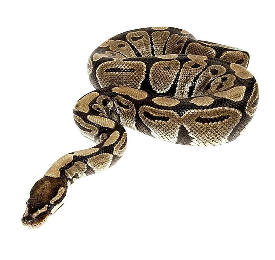 Coral False Snake Transparent PNG Image